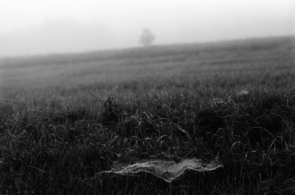 Spider Web in a Foggy Field