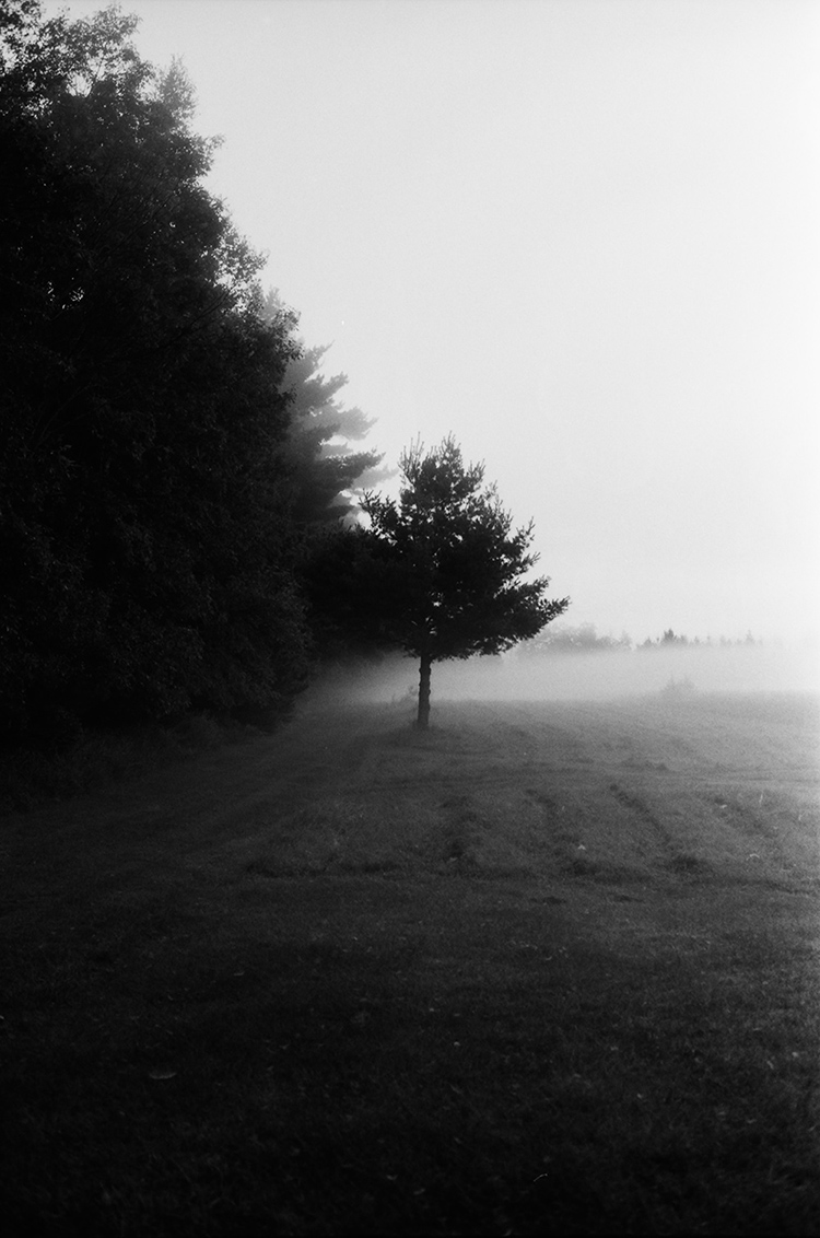 Foggy Field and Tree