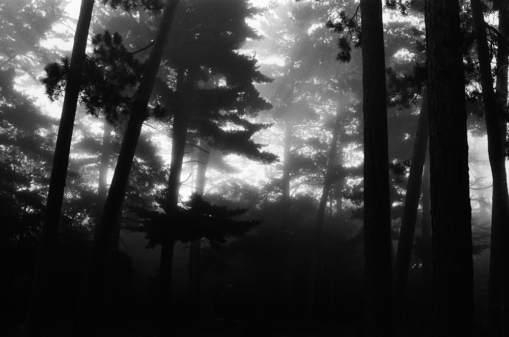 Foggy Trees 2