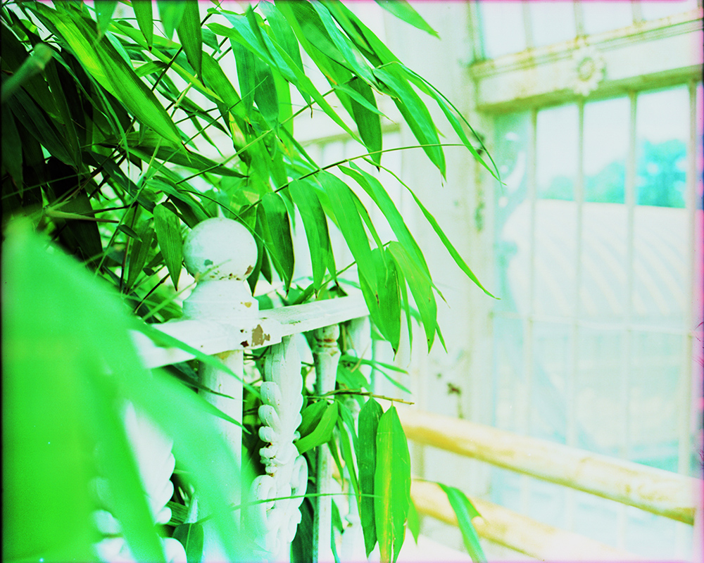 Cross-Processed Palm House Upstairs