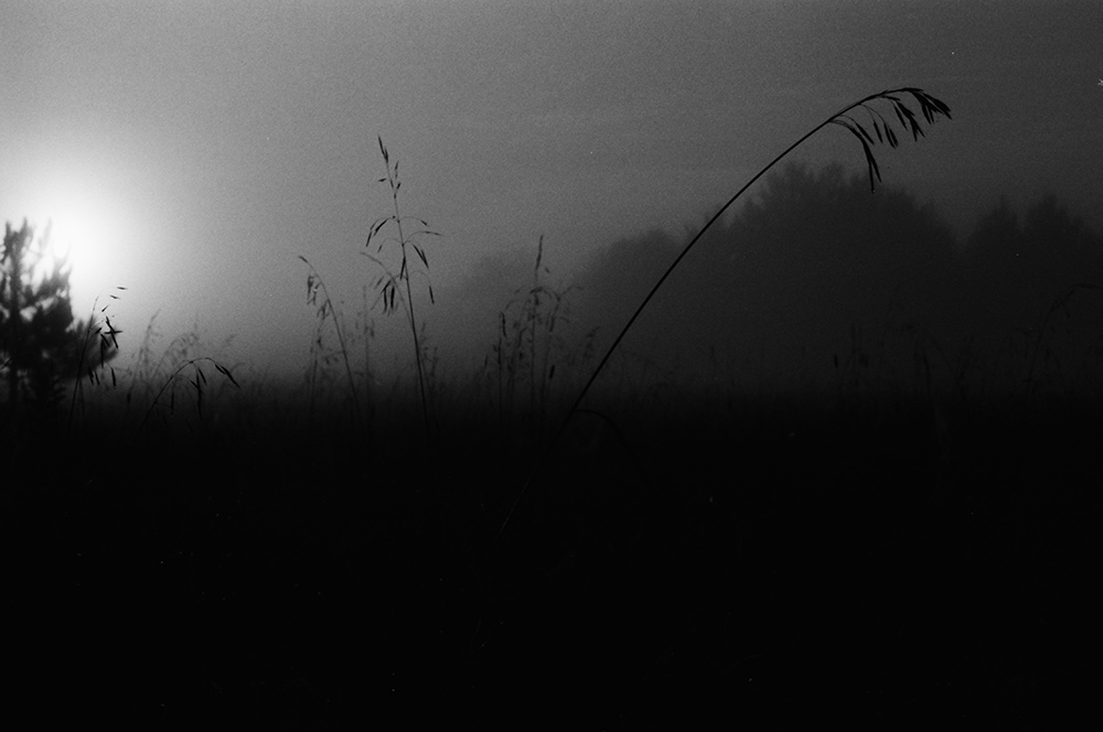 Foggy Sun Through a Field