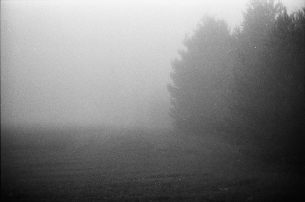 Treeline in Fog 2