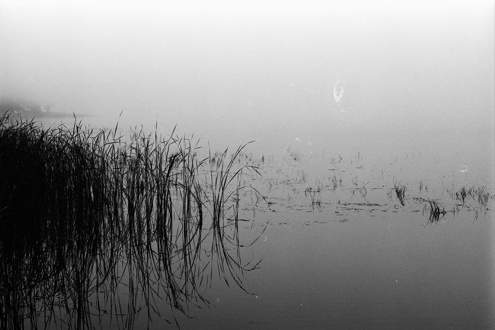 Reeds and Point in Fog