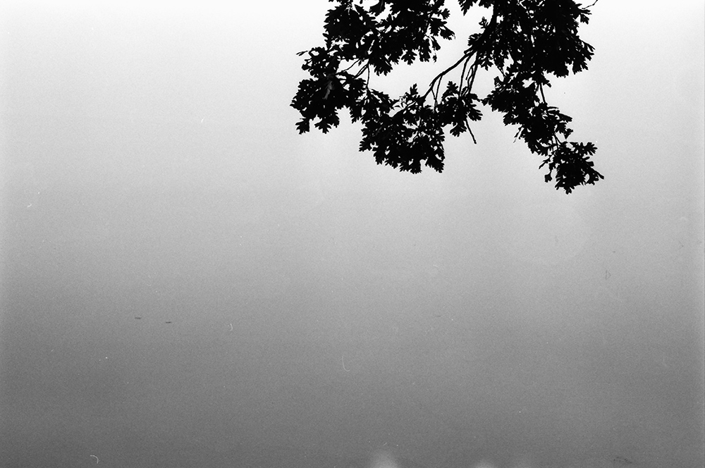 Leaves and Lake in Fog
