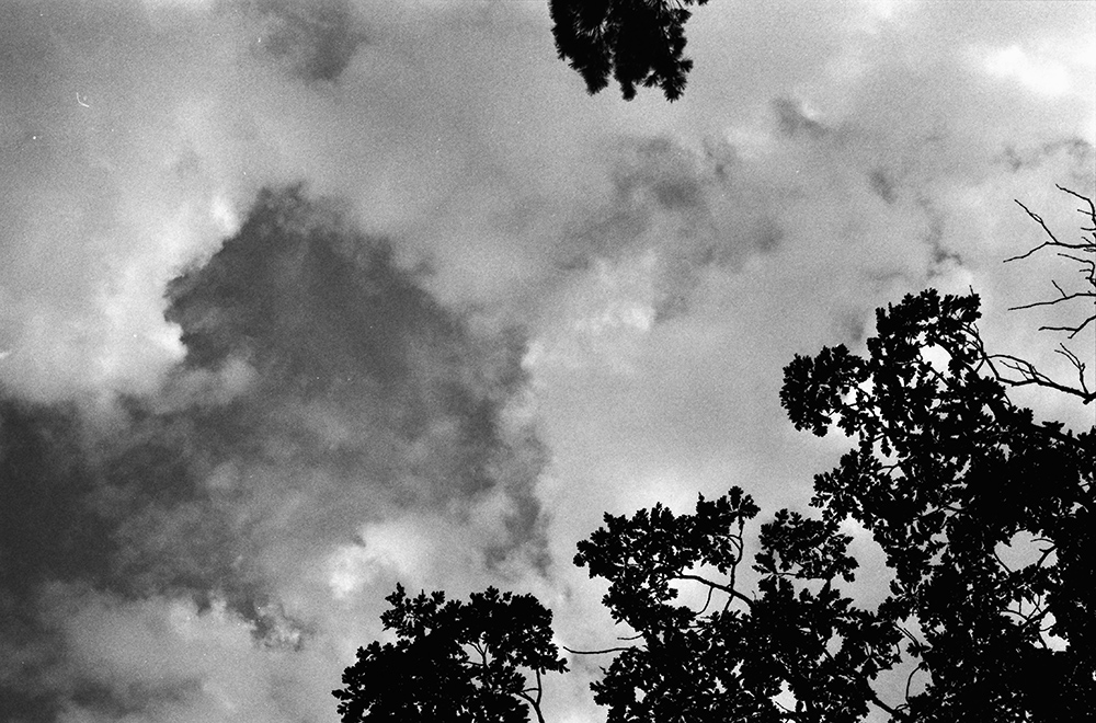 Dark Branches and Clouds
