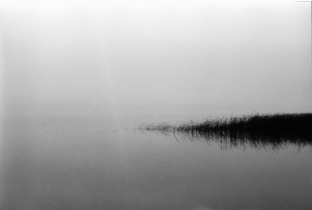 Reeds and Foggy Lake