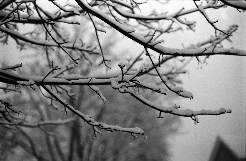 Snow on Branches 1