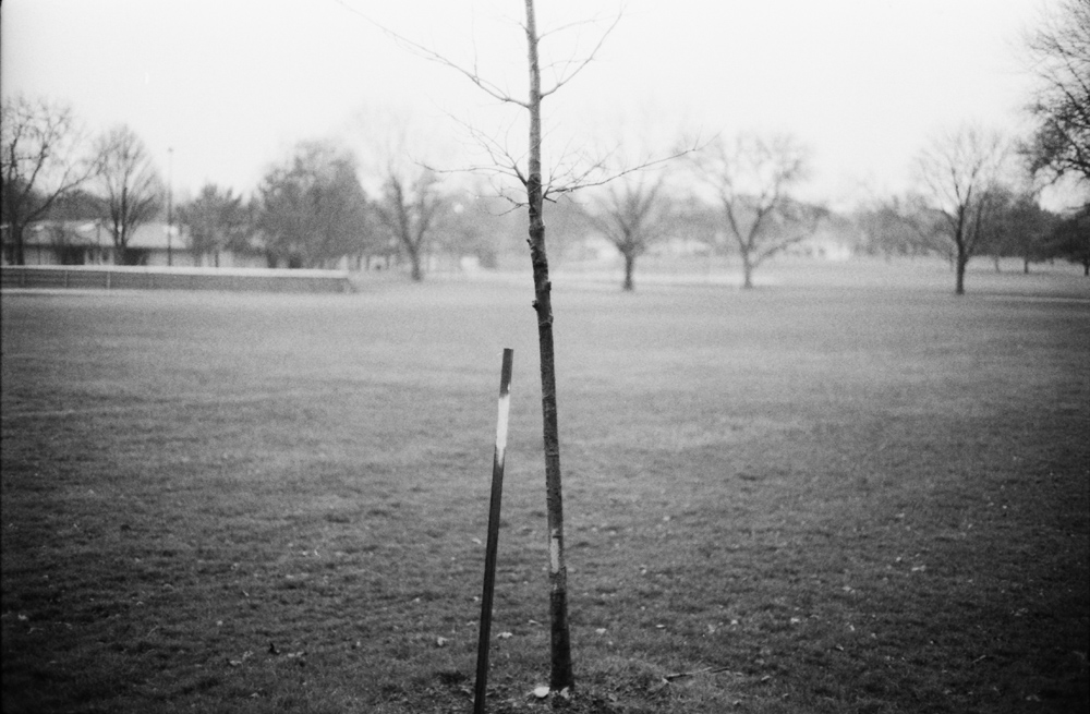Tree and Post