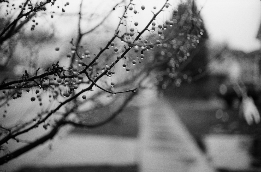 Branches in Rain 2