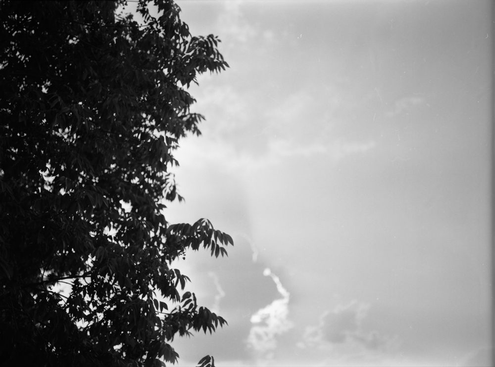 Sun, Clouds, and a Tree