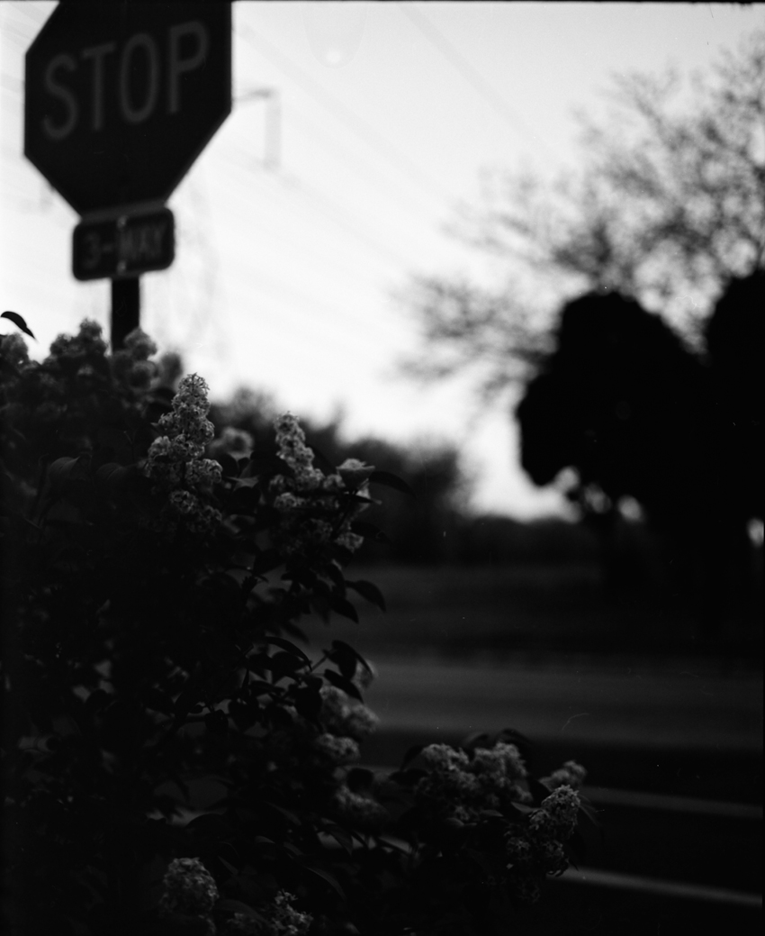 Stop Sign Shrubbery