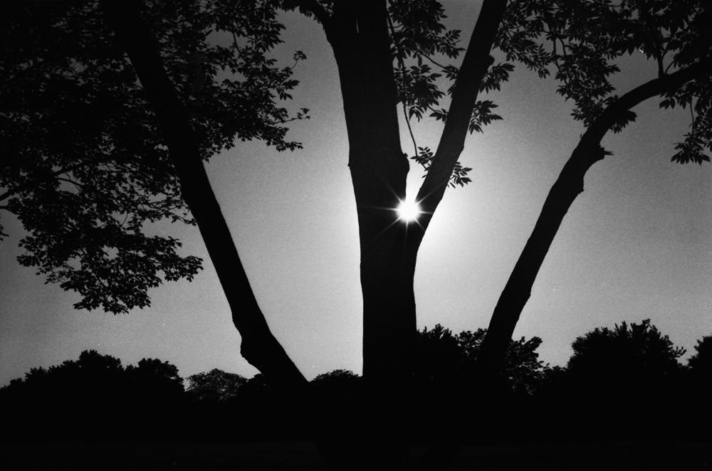 Sun Through Branches