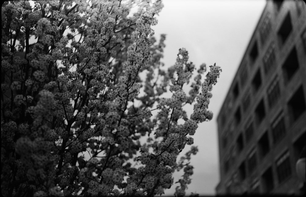 Blooms and Condos