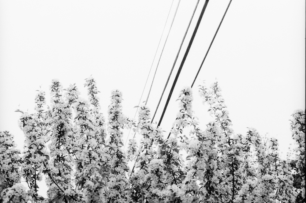 Blooms and Power Lines