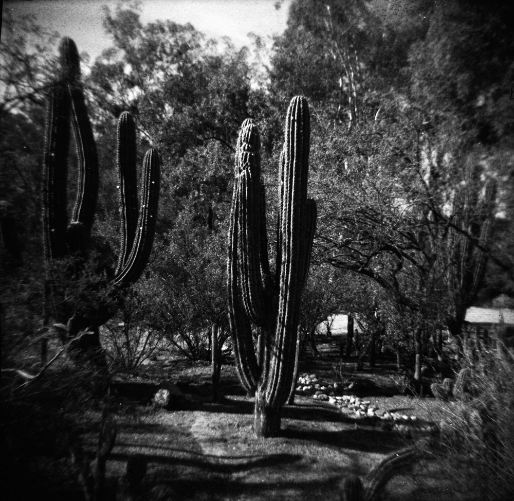 Cacti and Trees