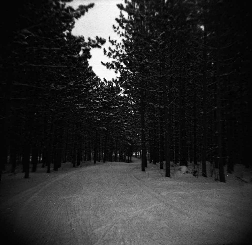 Skiing Through Pines 2