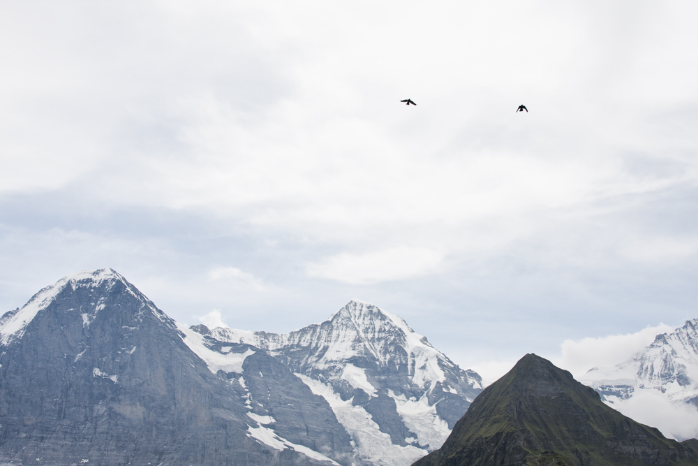Birds in the Mountains