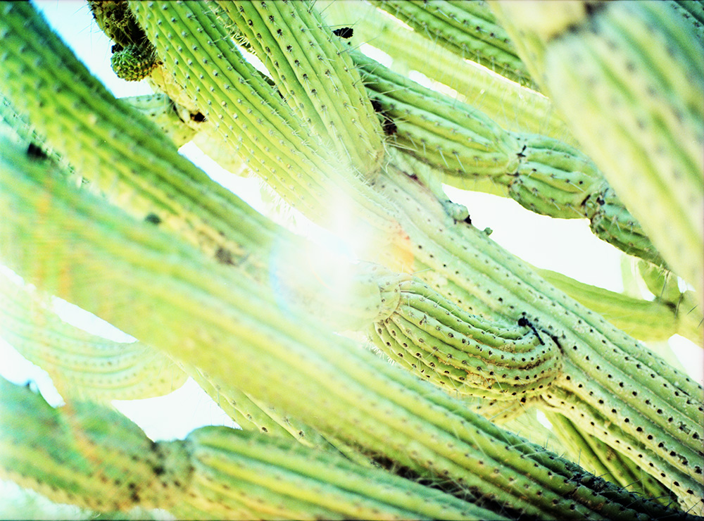 Sun Through a Cactus