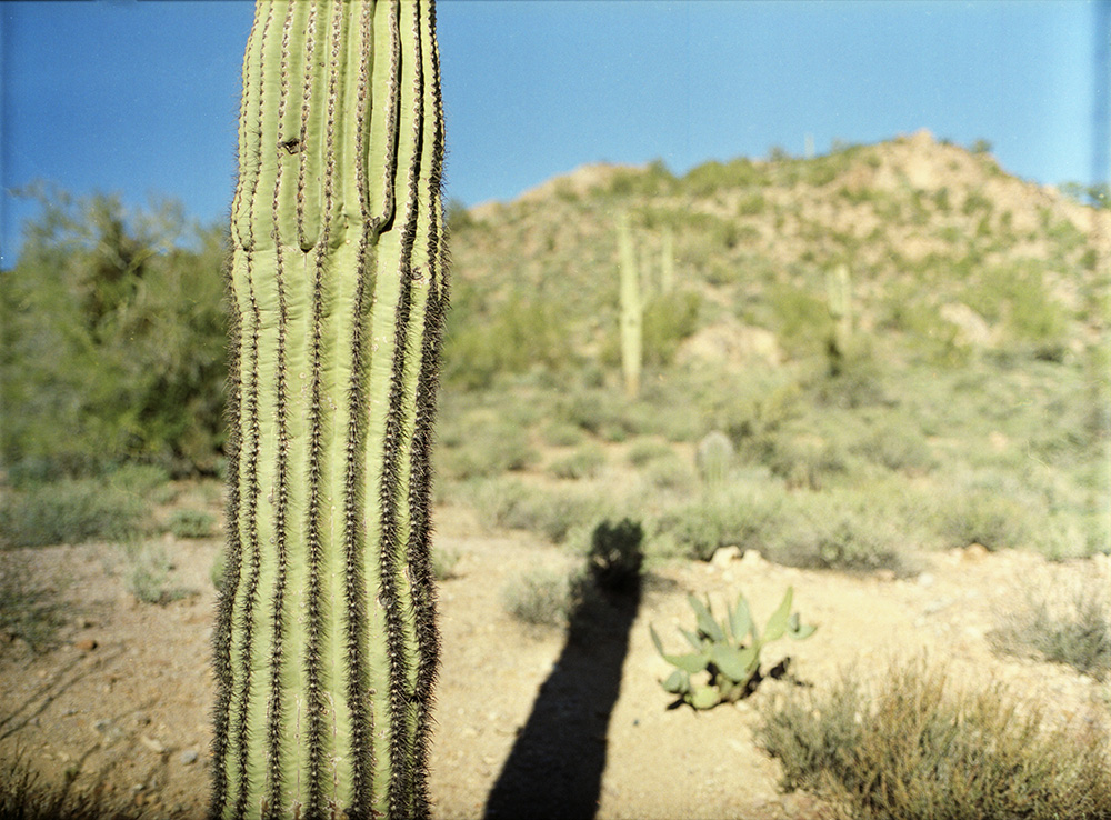 Long Cactus Shadow
