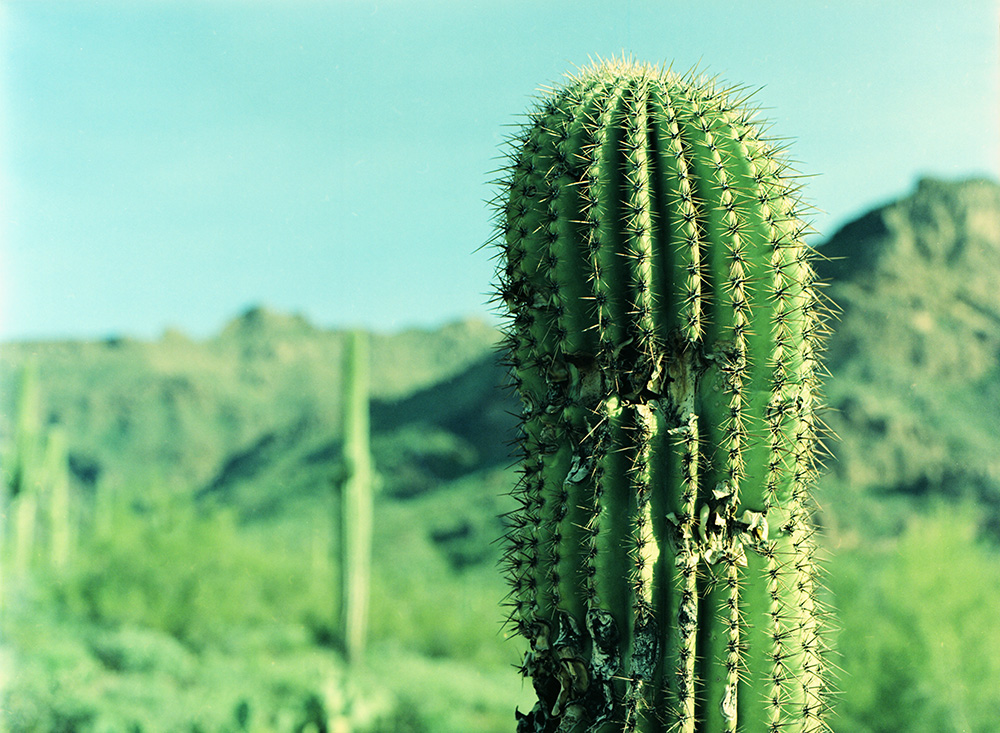 Cactus Close-Up and Mountains 4