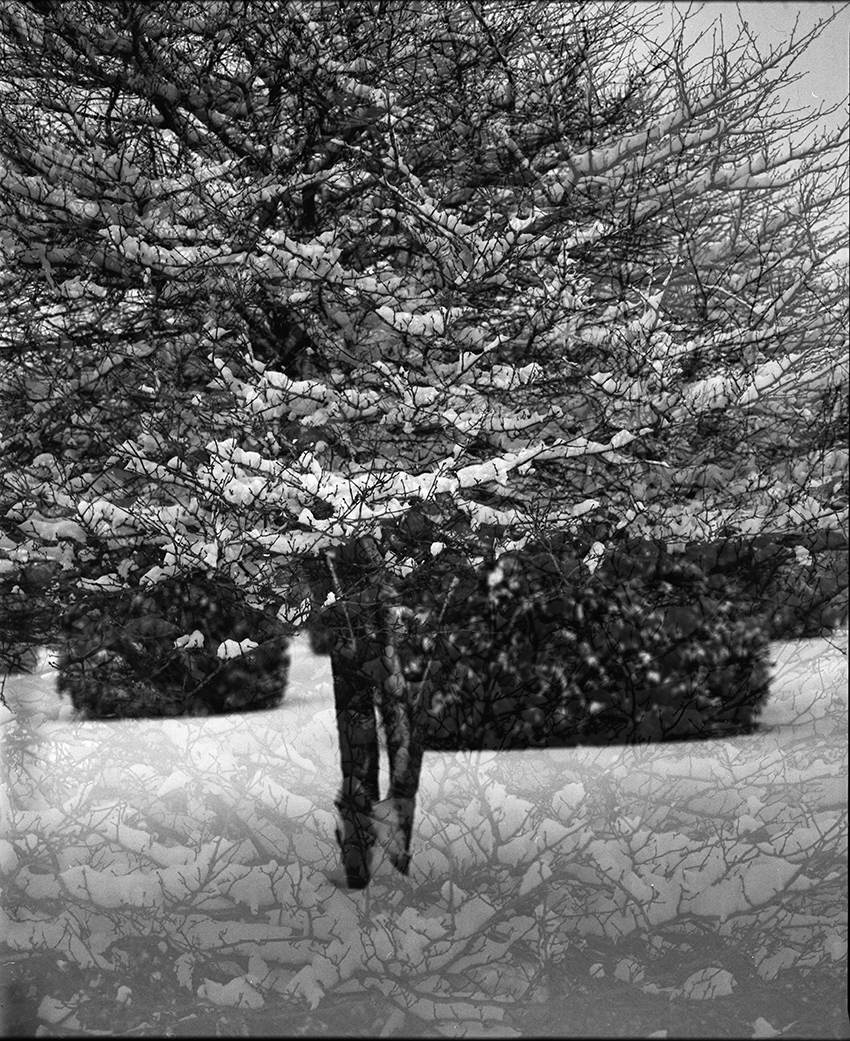 Snowy Tree Double Exposure