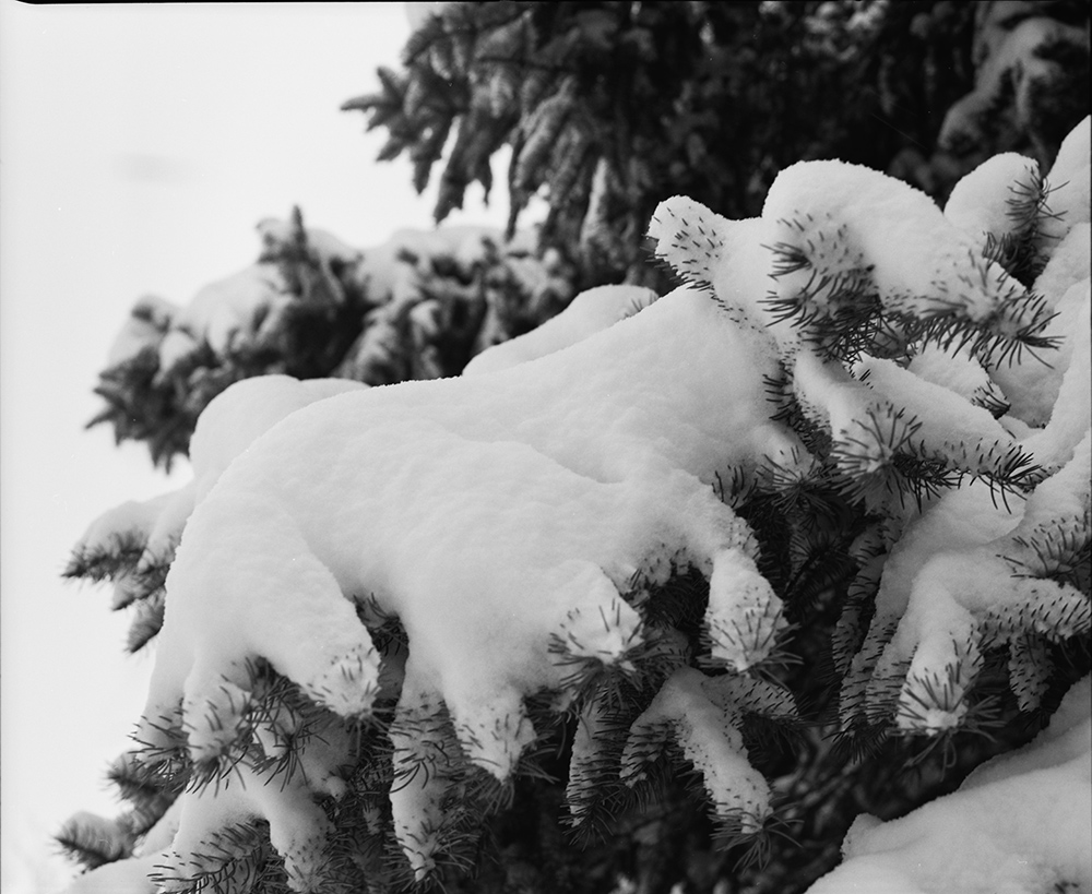 Snow-Covered Pine Branches 2