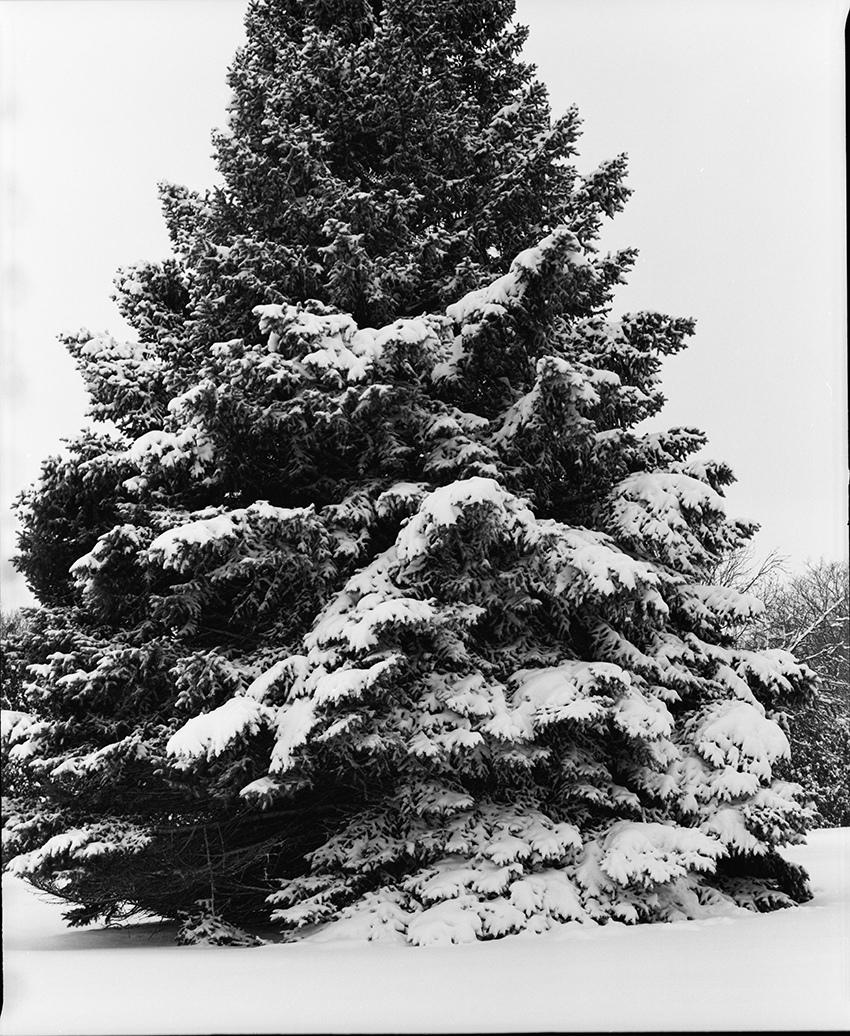 Tall and Wide Pine with Snow