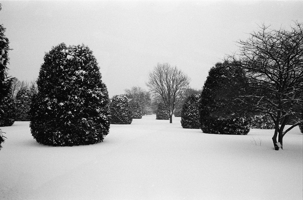Snow on Shrubs and Trees