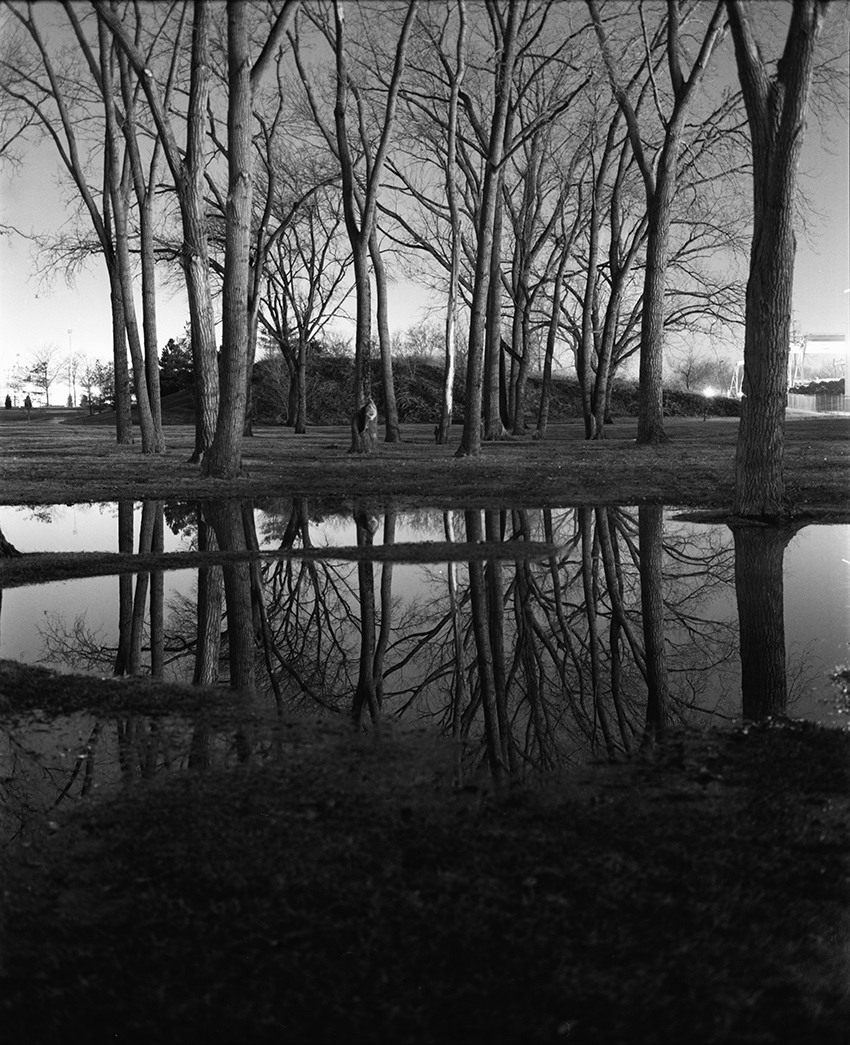 Trees Reflecting in the Night