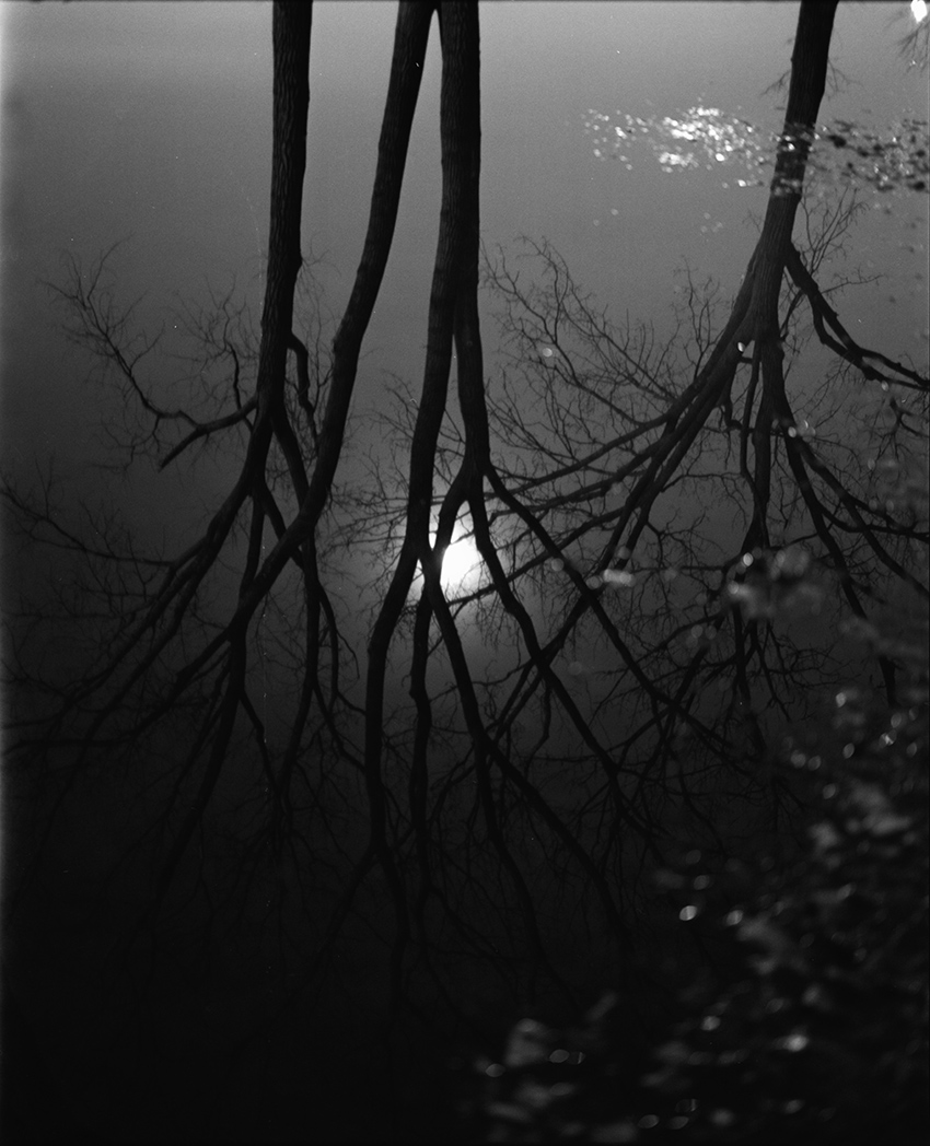 Trees and Moon Reflecting