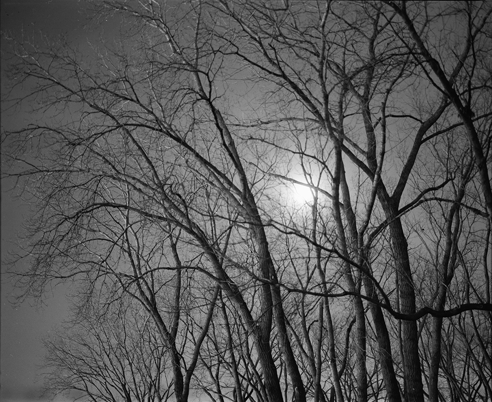 Treetops and Moon 2