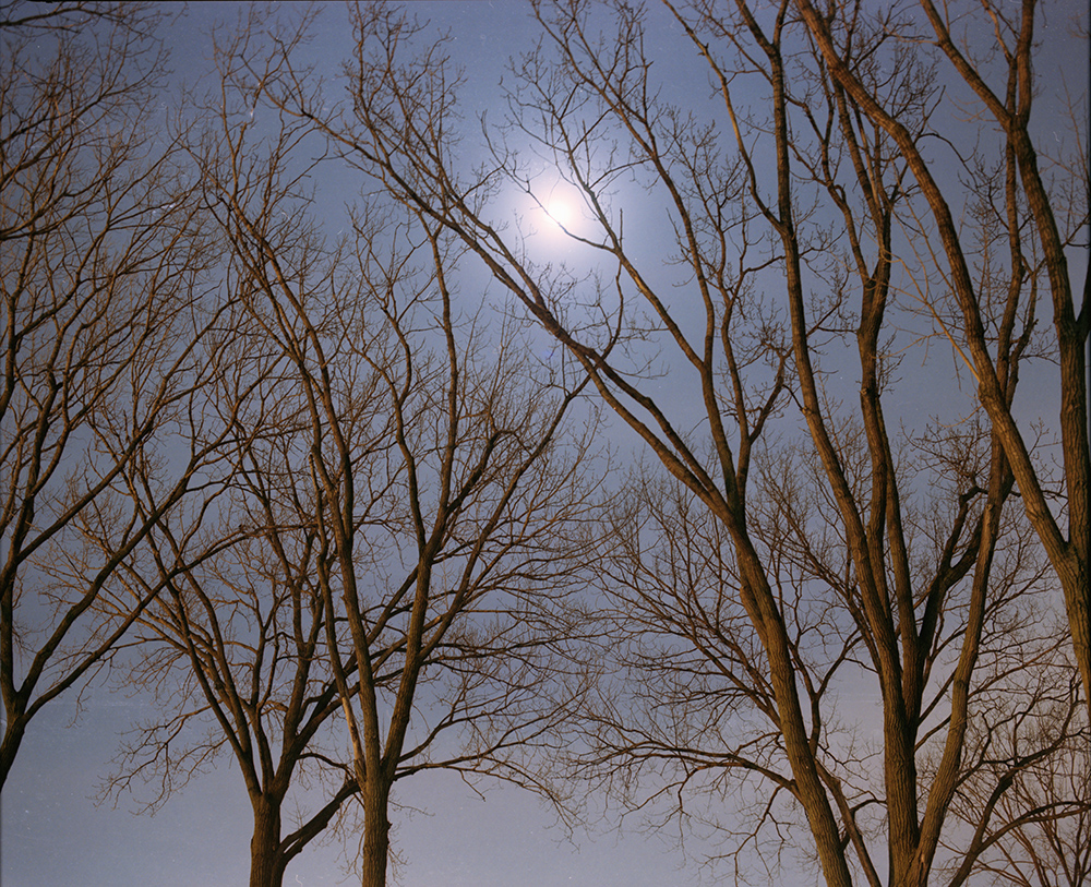 Treetops and Moon 5