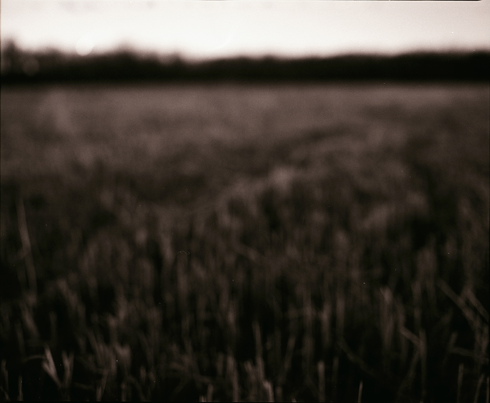Out of Focus Field and Tree Line