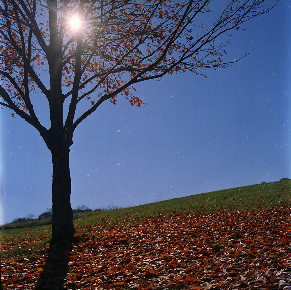 Sun and Fallen Leaves