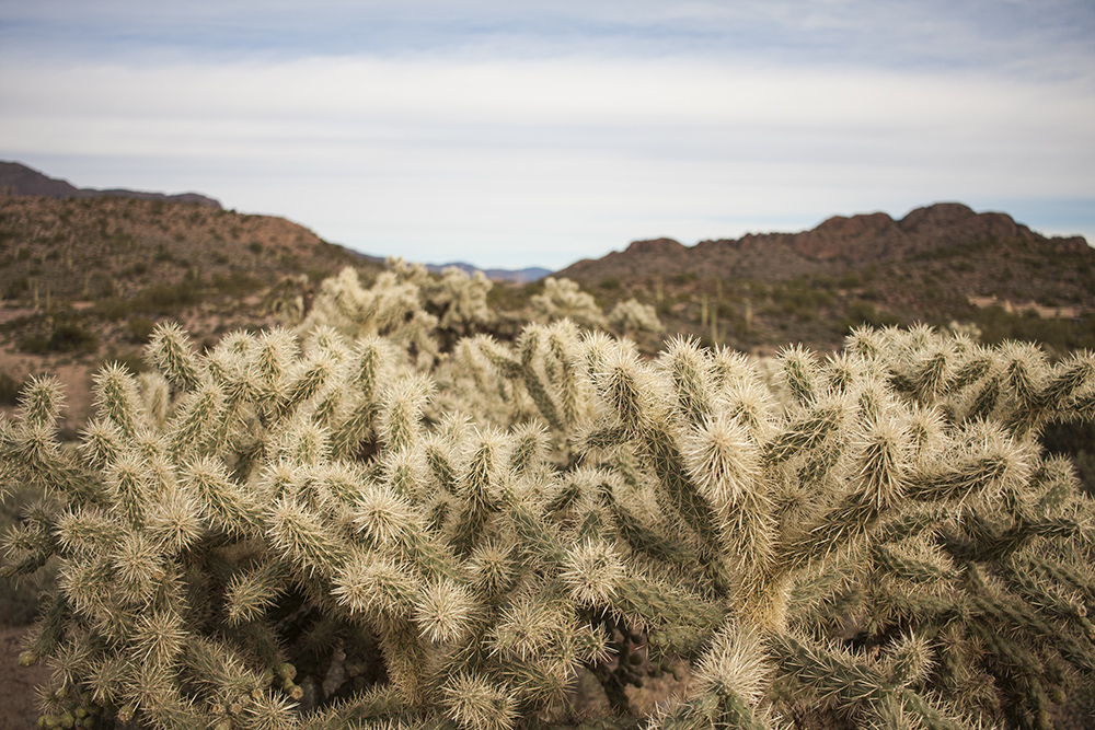 Cholla and Mountains 1