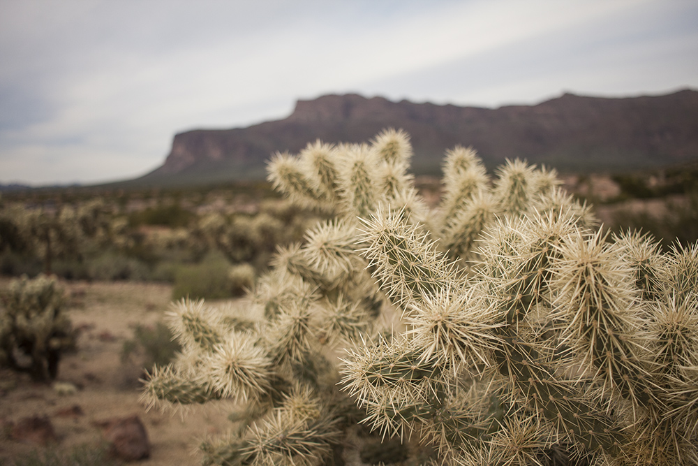 Cholla and Mountains 2