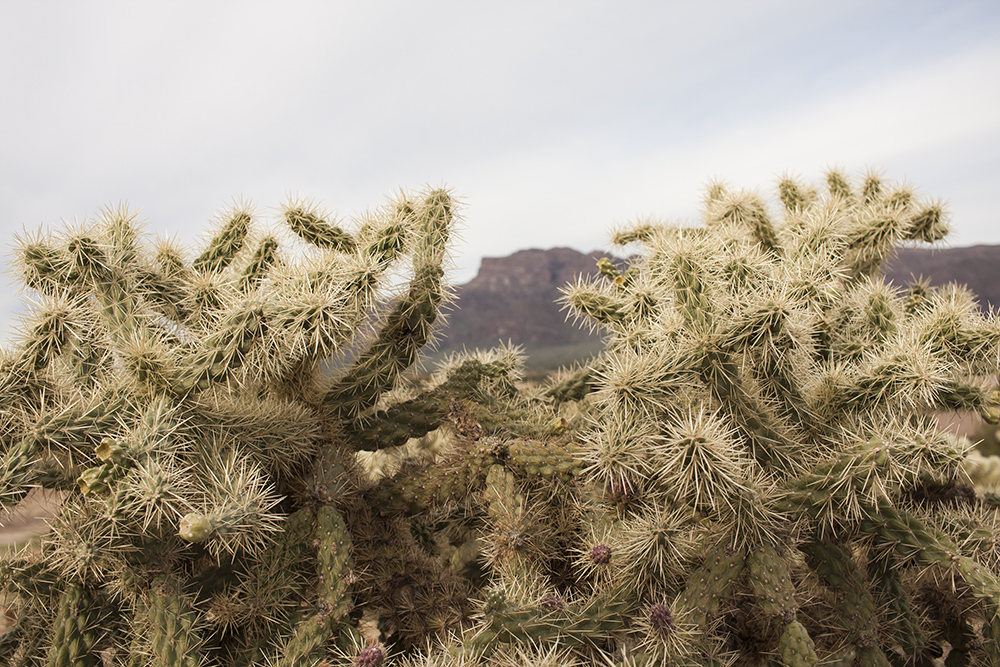 Cholla and Mountains 3