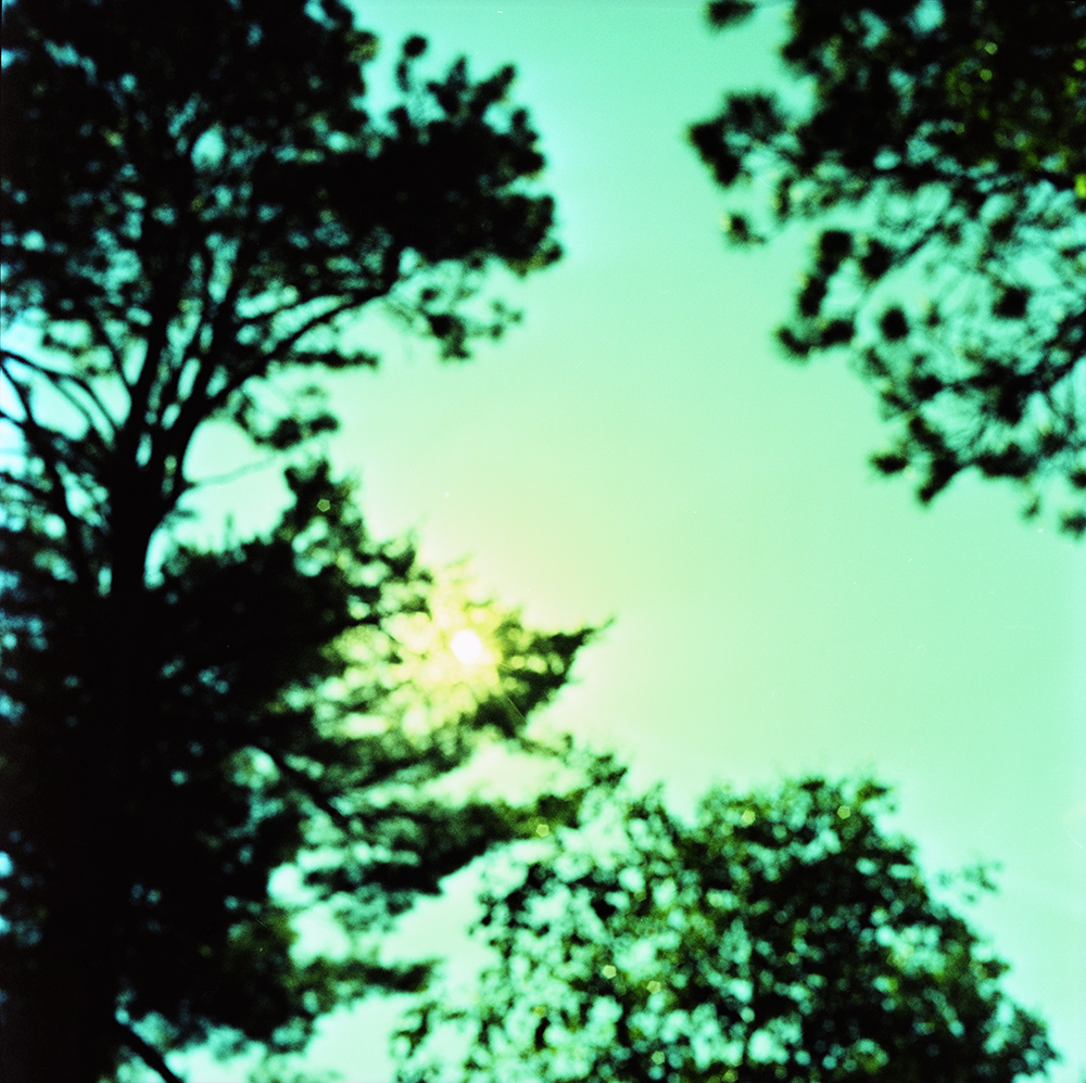 Out of Focus Sun and Pines