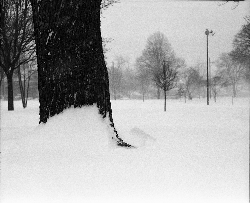 Tree Trunk in Blizzard