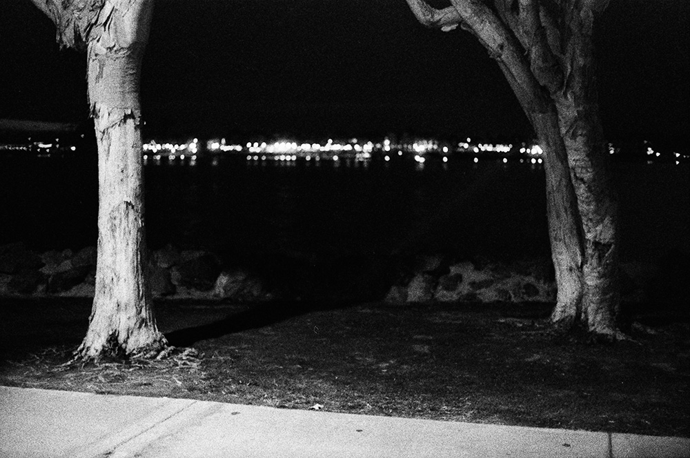 Trees and San Diego Harbor