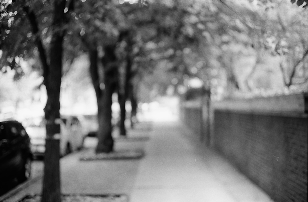 Out of Focus Tree-Lined Street