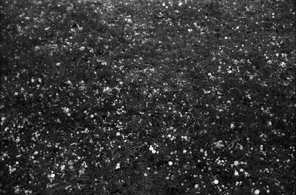 Hail in the Grass 1