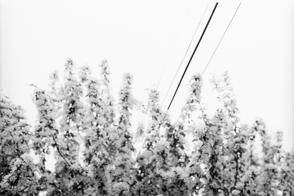 Power Lines Over a Tree 2