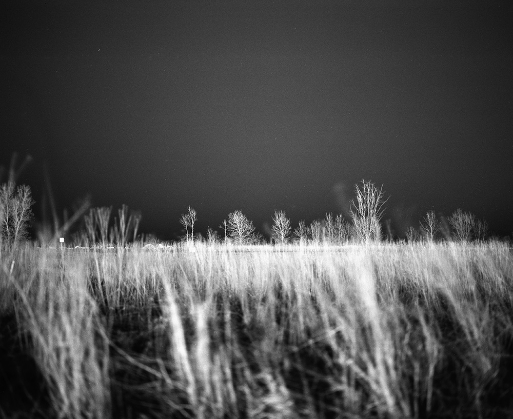 Northerly Island Grass and Trees 1