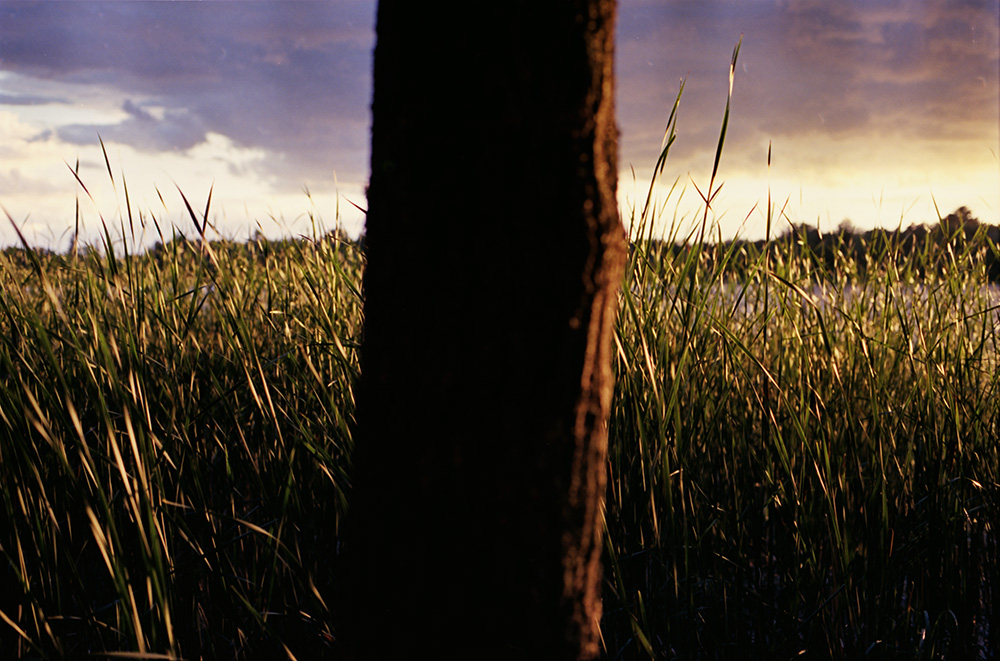 Tree and Reeds