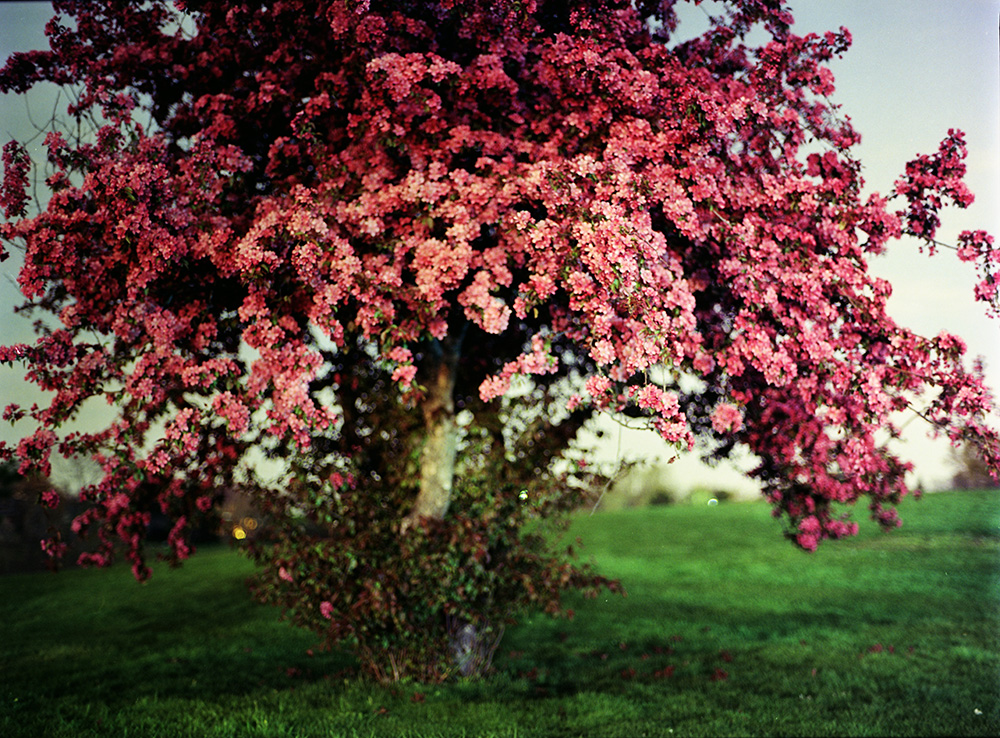 Blossoming Tree Long Exposure