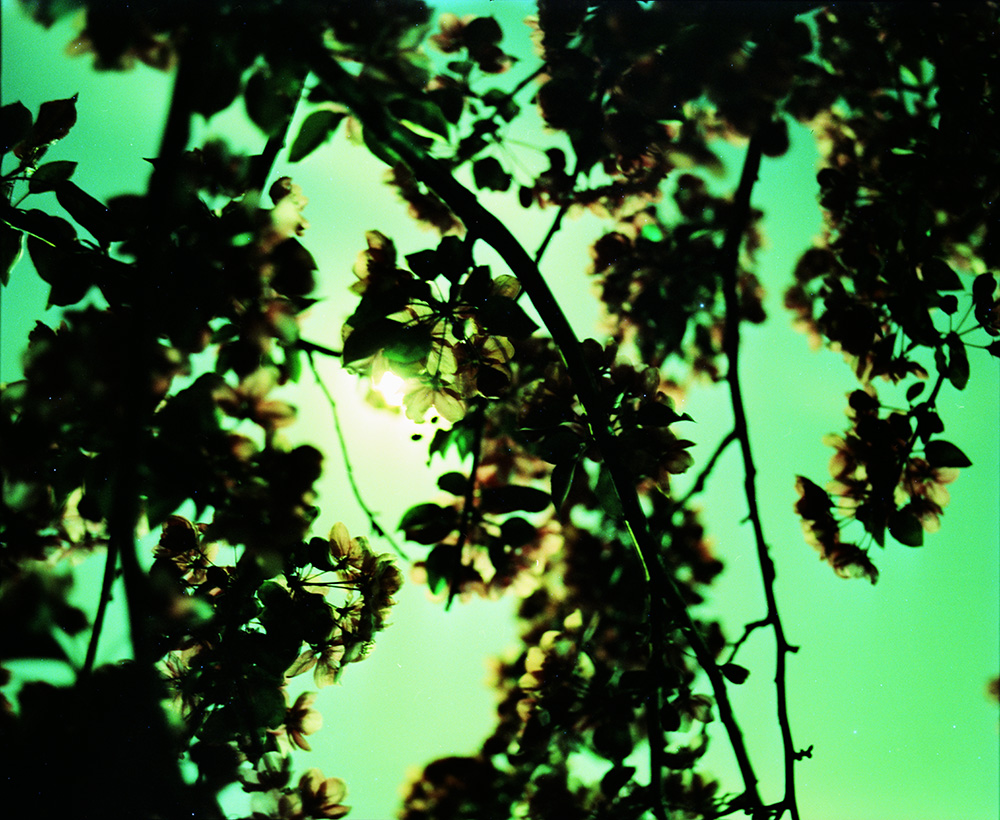 Cross-Processed Moon and Blossoming Tree 3