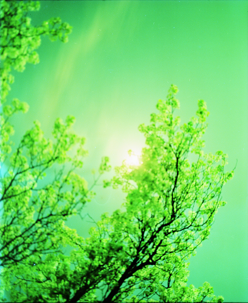 Cross-Processed Moon and Blossoming Tree 5