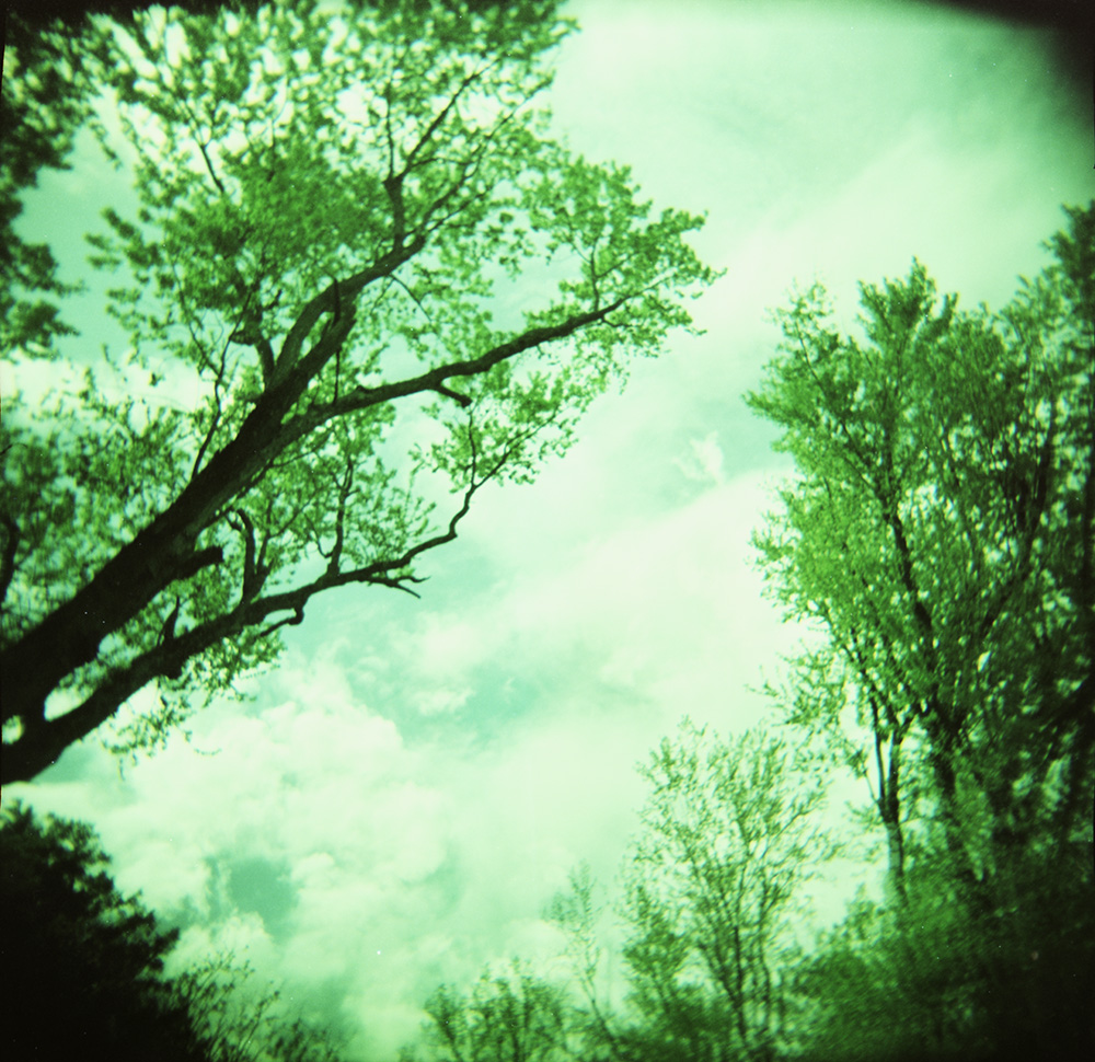 Cross-Processed Clouds and Trees 2