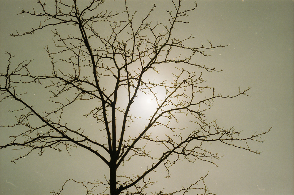 Sun Behind a Leafless Tree